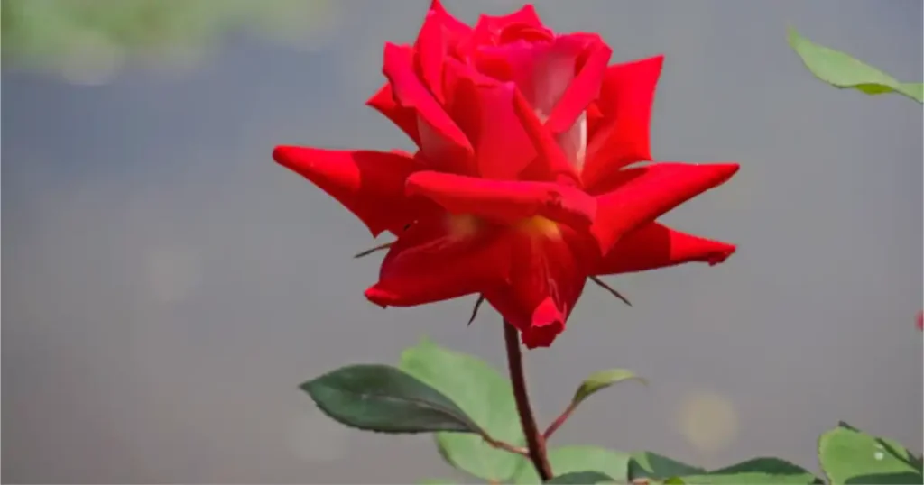 roseville rose