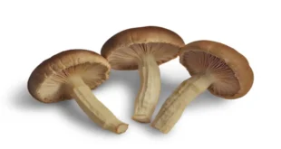 How Long Does It Take for Shrooms to Kick In?