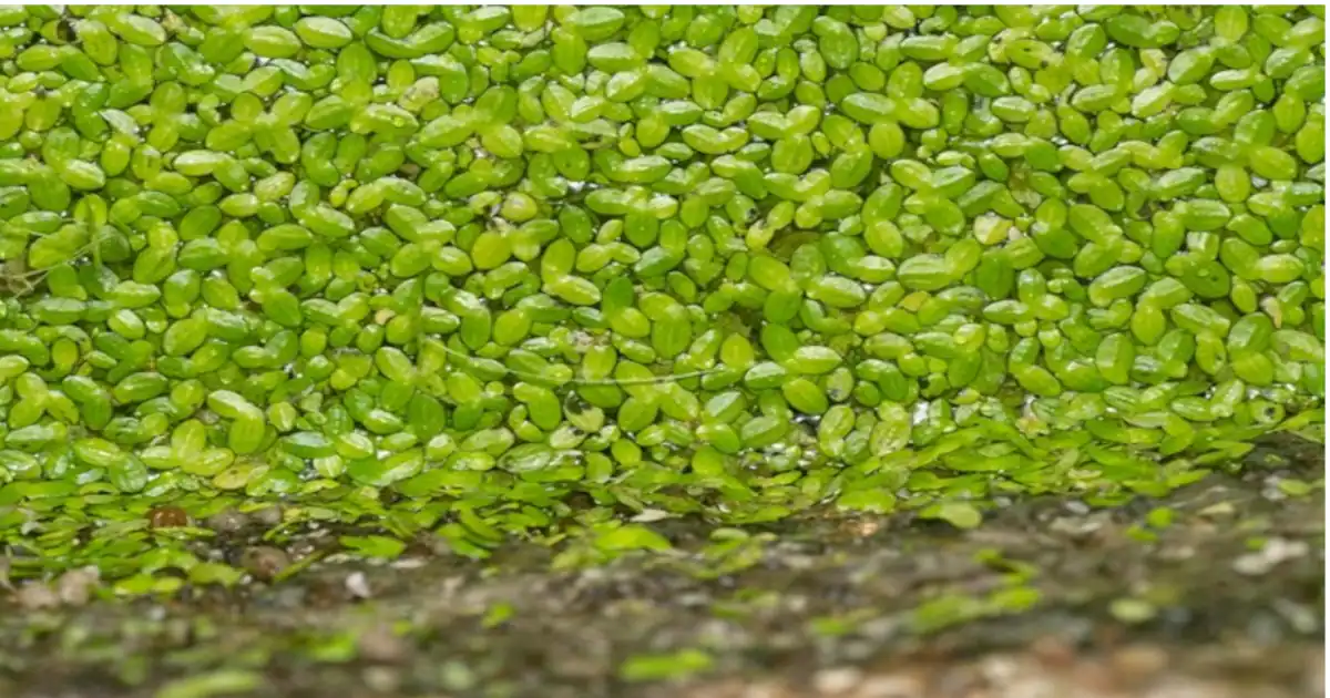 Winter Greens Seeds for Humans to Eat: A Nutritional Powerhouse