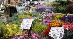 Brisbane Flower Markets: 6 Must-Visit Spots for Fresh Blooms