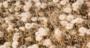 Cotton Plant Arkansas: A Comprehensive Guide to the State's Cotton Industry