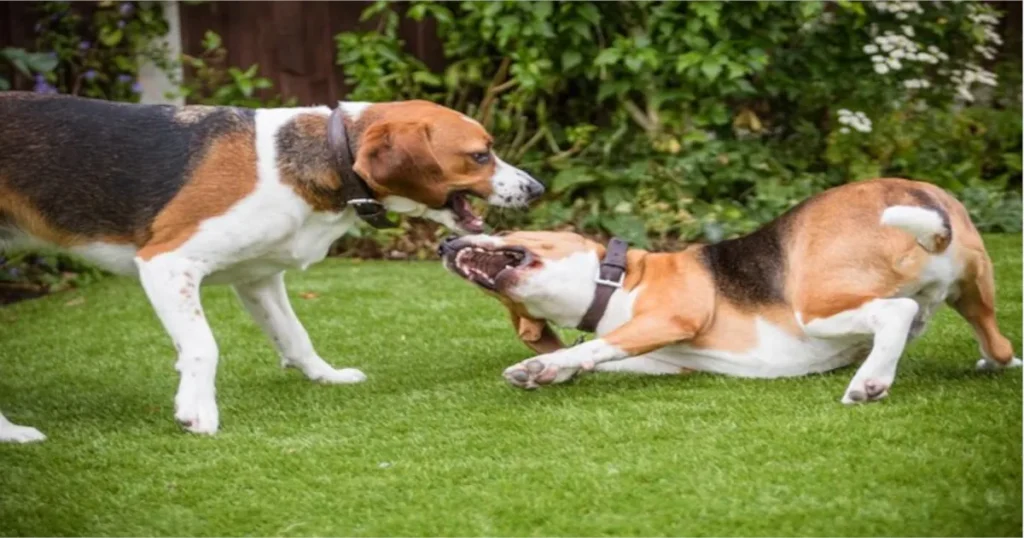 Which Dogs Bark the Least: The Best Breeds for Quiet Companions