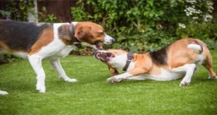 Which Dogs Bark the Least: The Best Breeds for Quiet Companions