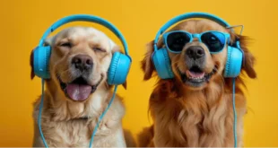 Who Dogs Music? Understanding the Connection Between Dogs and Music