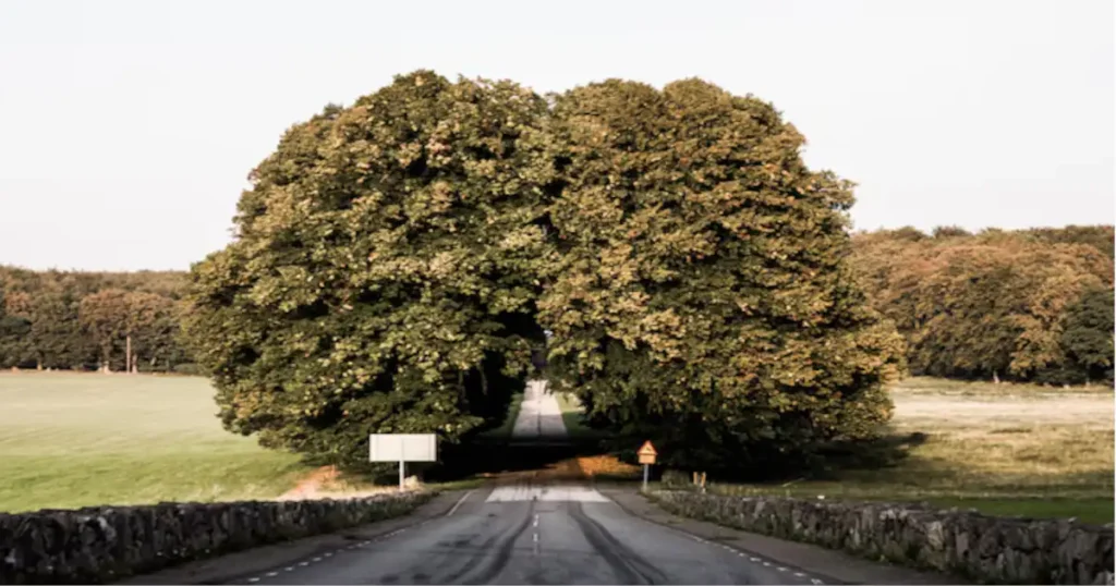 Flight to Beechgrove TN: Discovering the Charm of This Hidden Gem in Tennessee
