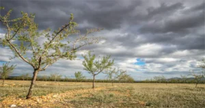All About Dubbo Weather: Climate Season And More