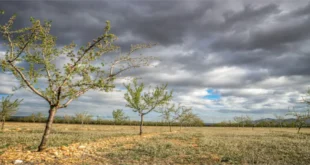 Dubbo Weather: Your Complete Guide to Climate and Seasonal Insights