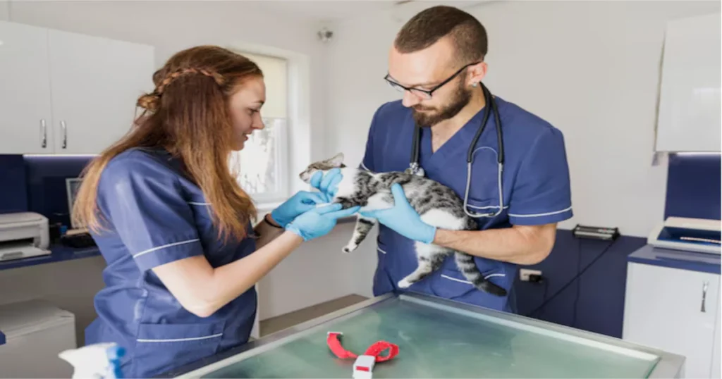 My Health Vet: Your Guide to Enhanced Healthcare Management