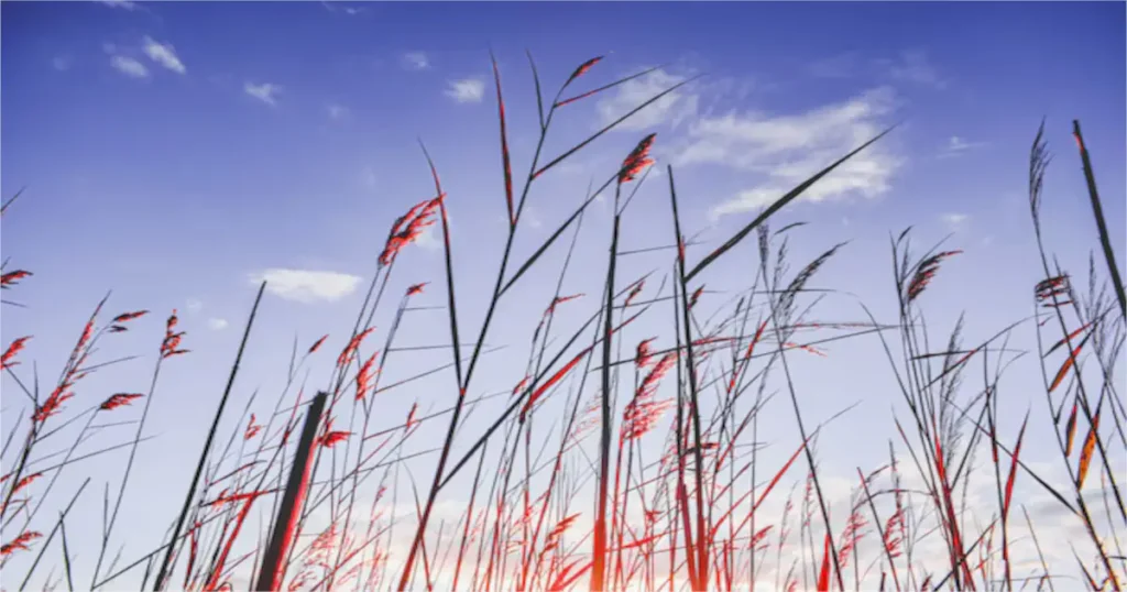 Reeds Spring MO County: A Hidden Gem in the Ozarks