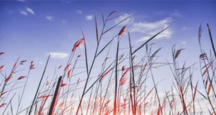 Reeds Spring MO County: A Hidden Gem in the Ozarks