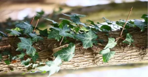 The Most Beautiful Vine Grove, Kentucky: What You Can Do?