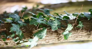 Vine Grove Kentucky: A Comprehensive Guide