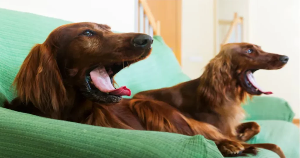 Which Dogs Bark the Most?